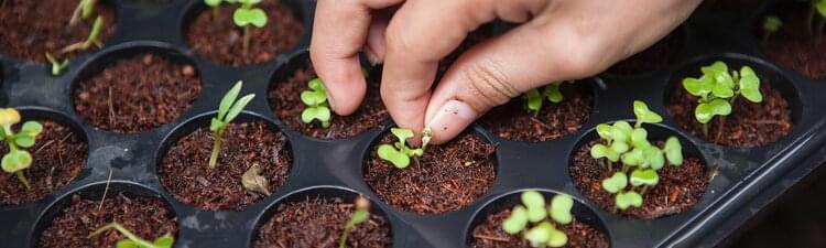 Beruf Baumschulgärtner (Infos zur Arbeit in der Baumschule) Jobted